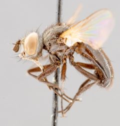 Besseria atra by Unspecified, Canadian National Collection of Insects, Arachnids and Nematodes. Used under a CC0 license.