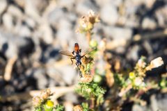Cylindromyia intermedia by cricketsblog. Used under a CC BY 2.0 license.
