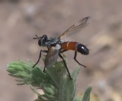 Cylindromyia intermedia P1290817a by 
xpda. Used under a CC BY-SA 4.0 license.