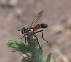 Cylindromyia intermedia P1290818b by 
xpda. Used under a CC BY-SA 4.0 license.