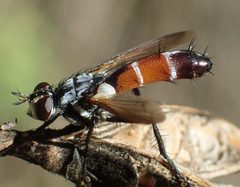 Cylindromyia sp. Greece by Siga. Used under a CC BY-SA 4.0 license.