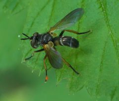 Hemyda aurata P1060364a by 
xpda. Used under a CC BY-SA 4.0 license.
