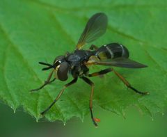 Hemyda aurata P1060367a by 
xpda. Used under a CC BY-SA 4.0 license.