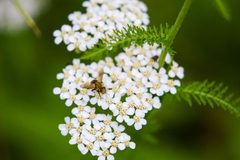 Gymnoclytia occidua by cricketsblog. Used under a CC BY 2.0 license.