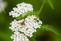 Gymnoclytia occidua - 50048413852 by cricketsblog. Used under a CC BY 2.0 license.