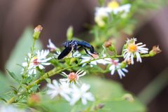 Trichopoda lanipes by cricketsblog. Used under a CC BY 2.0 license.