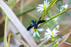Trichopoda lanipes - 48933480812 by cricketsblog. Used under a CC BY 2.0 license.
