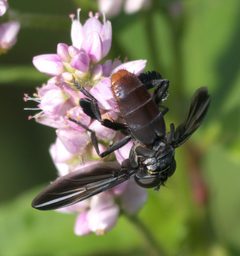 Trichopoda lanipes P1330070a by
xpda. Used under a CC BY-SA 4.0 license.