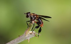 Trichopoda pennipes by Yerpo. Used under a CC BY-SA 3.0 license.