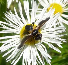 Trichopoda pennipes. Tachinidae - Flickr - gailhampshire by gailhampshire from Cradley, Malvern, U.K. Used under a CC BY 2.0 license.