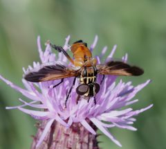 Trichopoda pennipes - Flickr - S. Rae by S. Rae from Scotland, UK. Used under a CC BY 2.0 license.