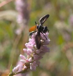 Trichopoda pennipes P1110888a by 
xpda. Used under a CC BY-SA 4.0 license.