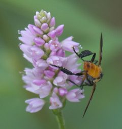 Trichopoda pennipes P1330093a by 
xpda. Used under a CC BY-SA 4.0 license.
