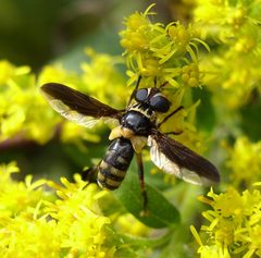 Trichopoda plumipes. goldenrod by Beatriz Moisset. Used under a CC BY-SA 4.0 license.