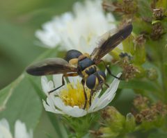Trichopoda plumipes P1340685a by 
xpda. Used under a CC BY-SA 4.0 license.