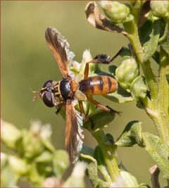 Trichopoda subdivisa by iNaturalist user: dickwood. Used under a CC BY-SA 4.0 license.