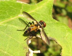Xanthomelanodes arcuatus by Beatriz Moisset. Used under a CC BY-SA 4.0 license.