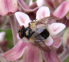 Phasia aurulans by Beatriz Moisset. Used under a CC BY-SA 4.0 license.