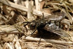 Triarthria.setipennis by James K. Lindsey. Used under a CC BY-SA 3.0 license.