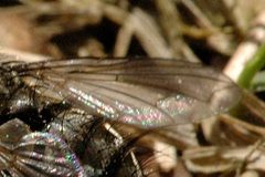 Triarthria.setipennis.wing.detail by James K. Lindsey. Used under a CC BY-SA 3.0 license.