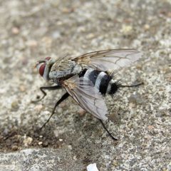 Microphthalma disjuncta by Laura Clark. Used under a CC BY 4.0 license.