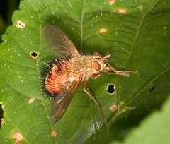 Hystricia abrupta by Mike Boone. Used under a CC BY-SA 2.5 license.