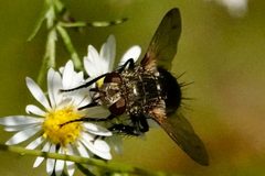 Archytas analis 178738597 by Louise Woodrich. Used under a CC BY 4.0 license.