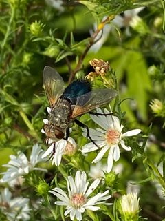 Archytas apicifer 158715571 by David George. Used under a CC BY 4.0 license.