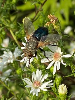 Archytas apicifer 158715633 by David George. Used under a CC BY 4.0 license.