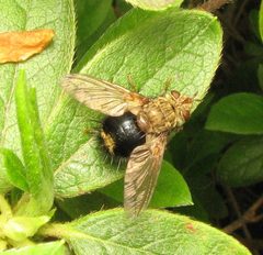 Epalpus signifer by Beatriz Moisset. Used under a CC BY-SA 4.0 license.