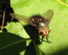 Juriniopsis adusta by Beatriz Moisset. Used under a CC BY-SA 4.0 license.