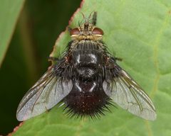 Juriniopsis adusta 2 by Christina Butler. Used under a CC BY 2.0 license.