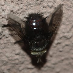 Juriniopsis dorsal 1 by JerryFriedman. Used under a CC BY-SA 3.0 license.