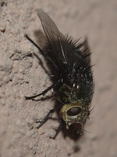 Juriniopsis lateral 1 by JerryFriedman. Used under a CC BY-SA 3.0 license.
