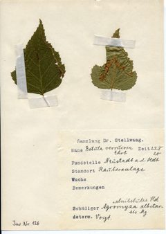 Stellwaag 00126a01 by Klaus Rassinger (Museum Wiesbaden). Used under a CC BY-SA 4.0 license.