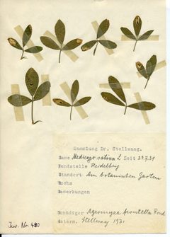 Stellwaag 00490a01 by Klaus Rassinger (Museum Wiesbaden). Used under a CC BY-SA 4.0 license.