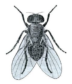 Ophiomyia lantanae from CSIRO by Unknown authorUnknown author. Used under a Public domain license.