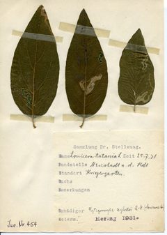 Stellwaag 00454a01 by Klaus Rassinger (Museum Wiesbaden). Used under a CC BY-SA 4.0 license.