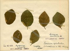 Stellwaag 00459a01 by Klaus Rassinger (Museum Wiesbaden). Used under a CC BY-SA 4.0 license.