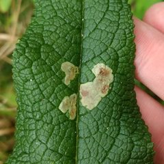 Calycomyza flavinotum imported from iNaturalist photo 45092630 on 29 December 2019 by (c) Mark Apgar, some rights reserved (CC BY). Used under a CC BY 4.0 license.