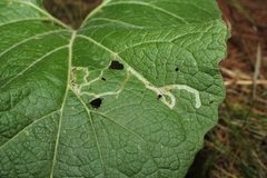 Liriomyza arctii by Quinten Wiegersma. Used under a CC BY 4.0 license.