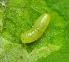 Liriomyza asclepiadis larva by Beatriz Moisset. Used under a CC BY-SA 4.0 license.