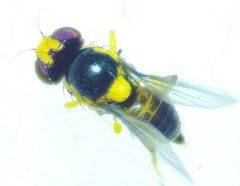 Liriomyza brassicae 198178108 by Ken Kneidel. Used under a CC0 license.