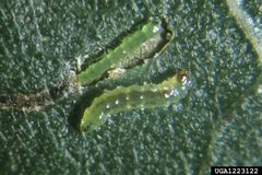 Serpentine leafminer by Jerry A. Payne
. Used under a CC-BY-3.0 license.