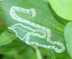 Liriomyza commelinae leaf mines by Even Dankowicz. Used under a CC BY 4.0 license.