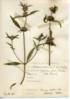 Stellwaag 00351a01 by Klaus Rassinger (Museum Wiesbaden). Used under a CC BY-SA 4.0 license.