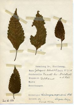 Stellwaag 00356a01 by Klaus Rassinger (Museum Wiesbaden). Used under a CC BY-SA 4.0 license.