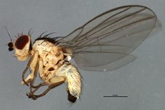 Phytoliriomyza dorsata by CBG Photography Group, Centre for Biodiversity Genomics. Used under a CC BY 3.0 license.