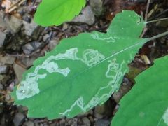 Phytoliriomyza melampyga 2a1 by Jerzy Opioła. Used under a CC BY-SA 4.0 license.