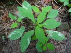 Phytoliriomyza melampyga a1 by Jerzy Opioła. Used under a CC BY-SA 4.0 license.